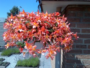 2012 Begonia FONTANA Red Tricolor 01  hanging basket (1024x768)